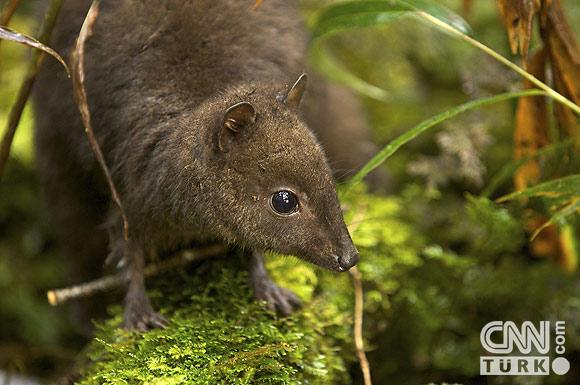 İşte Yeni Keşfedilen Türler 4