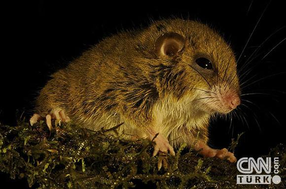 İşte Yeni Keşfedilen Türler 5