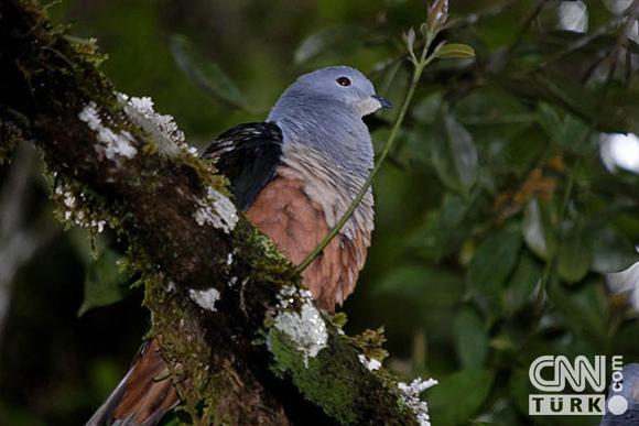 İşte Yeni Keşfedilen Türler 6