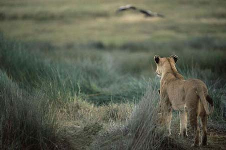 Aslan Zebra'yı böyle avladı! 1