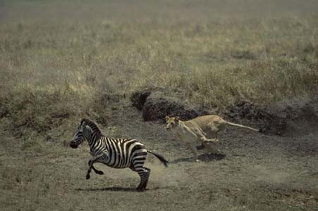 Aslan Zebra'yı böyle avladı! 10