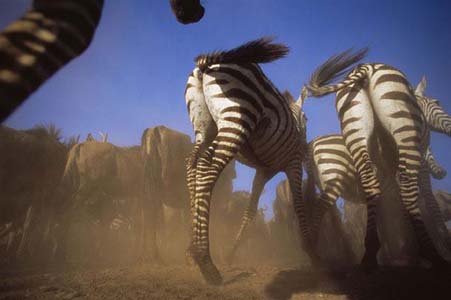 Aslan Zebra'yı böyle avladı! 11