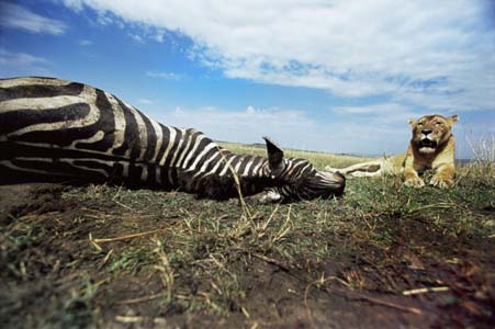 Aslan Zebra'yı böyle avladı! 12