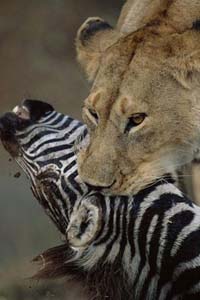 Aslan Zebra'yı böyle avladı! 13