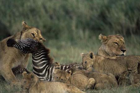 Aslan Zebra'yı böyle avladı! 14