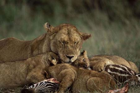 Aslan Zebra'yı böyle avladı! 15