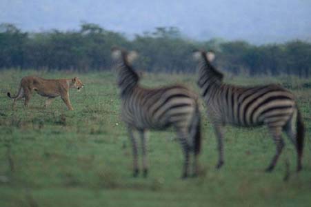 Aslan Zebra'yı böyle avladı! 2
