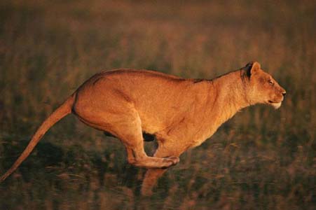 Aslan Zebra'yı böyle avladı! 3