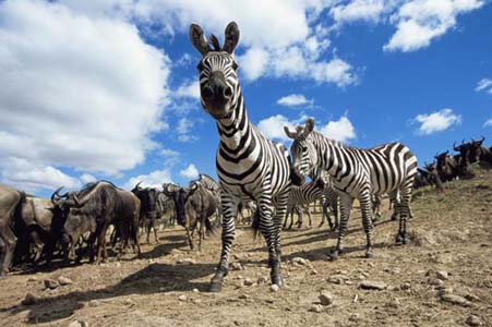 Aslan Zebra'yı böyle avladı! 4