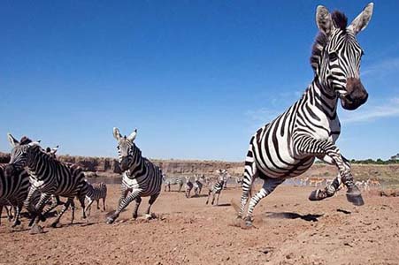Aslan Zebra'yı böyle avladı! 5