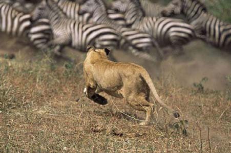 Aslan Zebra'yı böyle avladı! 6