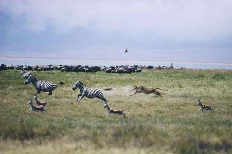 Aslan Zebra'yı böyle avladı! 7