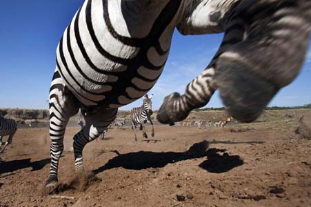 Aslan Zebra'yı böyle avladı! 8