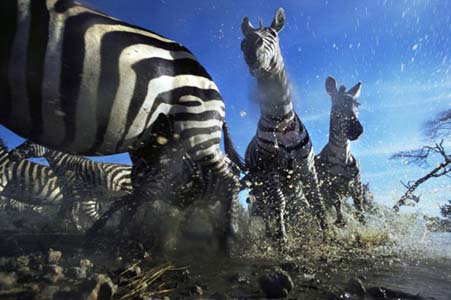Aslan Zebra'yı böyle avladı! 9