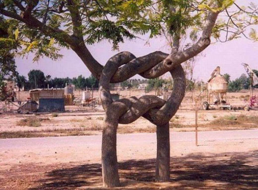 Şaşırtan Ağaçlar 3
