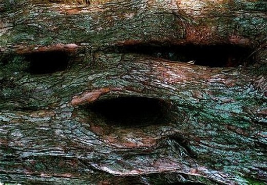 Canavar Gibi Ağaçlar 12