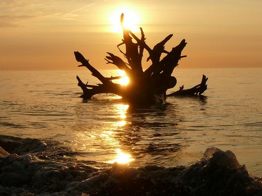 Canavar Gibi Ağaçlar 14