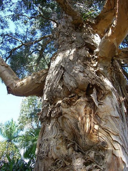 Canavar Gibi Ağaçlar 17