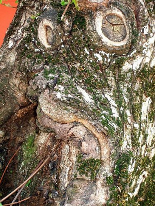 Canavar Gibi Ağaçlar 19