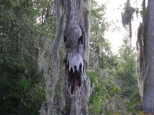 Canavar Gibi Ağaçlar 4