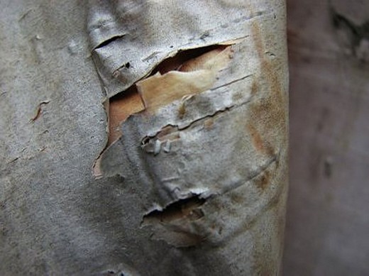 Canavar Gibi Ağaçlar 5