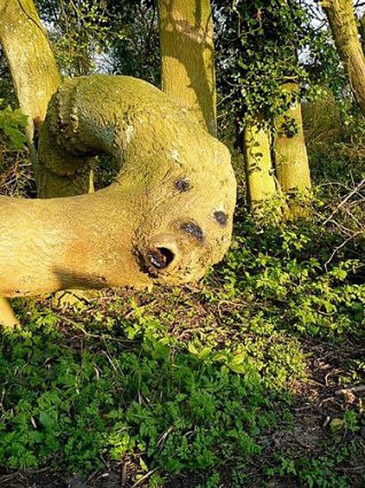 Canavar Gibi Ağaçlar 8