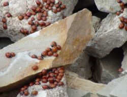 Uğur Böcekleri Şenlikleri Başladı