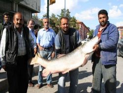 Çatlık Çayın'da Yakalanan Dev Balık Görenleri Şaşırttı
