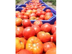 Domates Tarlada Kaldı