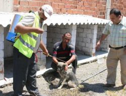 Altınova'da Sokak Hayvanları İlaçlanıyor