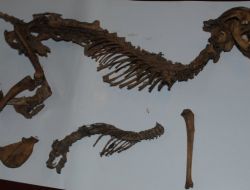 Rize’deki Esrarengiz Hayvan İskeleti