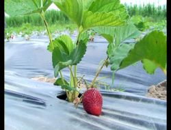 Erzincan'da Çilek Üretimi Her Geçen Yıl Artıyor