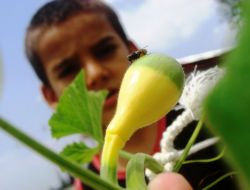 Salatalık Tohumundan Renkli Kabak Çıktı