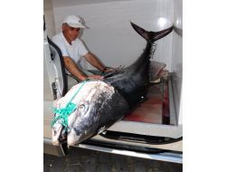 Fethiye’de 350 Kiloluk Dev Orkinos Balığı Yakalandı