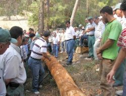 Orman Ürünlerine Talep, Dikili Satışlarda Rekor Getirdi