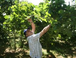 Giresun'da 2011 Ürünü Fındık Rekoltesi Belirleniyor