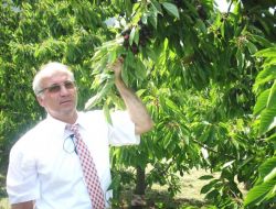 Yeni Kiraz Çeşidi Üretildi, Çiftçi Daha Çok Kazanacak