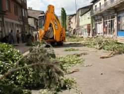 Sarıkamış’ta Polen Saçan Kavak Ağaçları Kesiliyor