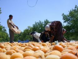 94 Ülke İçin Mişmiş Hasadı Başladı
