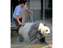 Özel Korunan Panda Sel Sularına Kapıldı