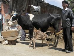 Ala İnek, Yavru Geyiğe Annelik Yapıyor