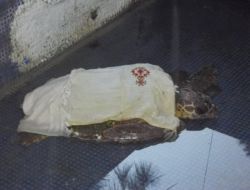 Başından Yaralanmış Deniz Kaplumbağasını Çomü Kurtardı