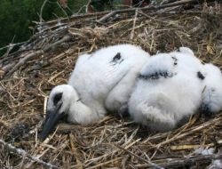 İlkbaharın Müjdecisi Leylekler, Bafra Ovası’nın Müdavimi Oldu