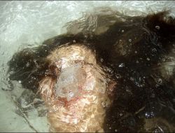 Türkiye'de Her Yıl 900 Kişi Suda Boğuluyor