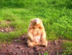 Soyu Tükenen ‘tembel Ayılar’ İzmir’de Çoğalacak