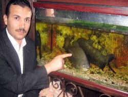 İşkembecideki Piranalar İlgi Odağı Oldu