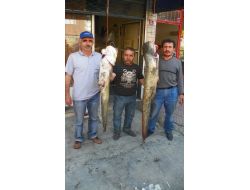 Kızılırmak'ta 1 Metre 60 Santimlik Yayın Balığı Yakaladı