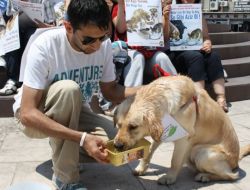 Sokak Sokak Dolaşıp, Sokak Hayvanlarına Birer Kap Su Bıraktılar