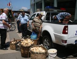 120 Kilo Mantar İmha Edildi