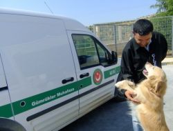 Gümrükte Dedektör Köpek Atamaları Yapıldı